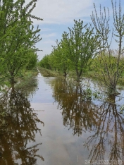 Badam bağlarına dəymiş zərər üzrə 200 min manat sığorta ödənişi edilib | FED.az
