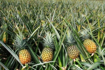 Azərbaycan Çindən ananas alışını 79 dəfə artırıb  - KİLOQRAMI İSƏ 6 MANATDAN ÇOX UCUZLAŞIB