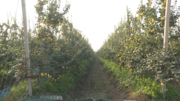 Dövlət dəstəyi ilə salınan intensiv bağlar: Saatlı heyvası - [red]Dubaya və Avropaya ixrac olunur[/red] | FED.az