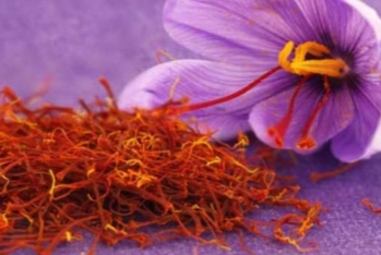 Azərbaycan zəfəranı ABŞ və Avropaya ixrac olunacaq