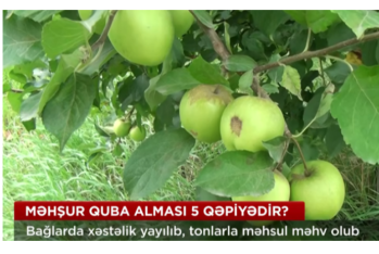 Qubada fermerlər çətin vəziyyətdə – Almanın kiloqramı 5 qəpiyə düşüb - VİDEO