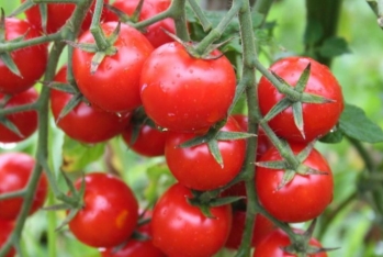 Rusiyaya ixrac olunan yoluxmuş pomidorlara fitosanitar sertifikatlar verən - Müfəttişlər Cəzalandırılıb