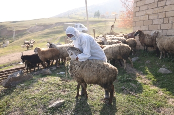 “Daşkəsən və Göygöl rayonlarında aqrar inkişafa dəstək” layihəsi uğurla davam etdirilir | FED.az