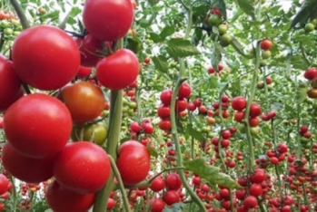 Azərbaycan Rusiyanın pomidor təchizatçı kimi payını 31%-ə yüksəldib – SİYAHI