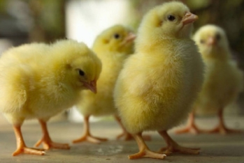 Плохая новость для бройлерных компаний – Цыплята НЕ ДОЛЖНЫ ВЫРАСТЫВАТЬ БОЛЬШЕ 50 ГРАММ В СУТКИ