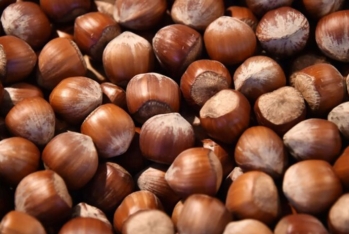 Türkiyə hökuməti «Ferrero»nun aldığı fındığın qiymətini araşdıracaq 