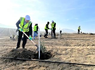 SOCAR Midstream ağacəkmə aksiyası keçirib - FOTOLAR | FED.az