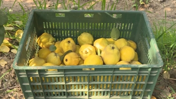 Dövlət dəstəyi ilə salınan intensiv bağlar: Saatlı heyvası - [red]Dubaya və Avropaya ixrac olunur[/red] | FED.az