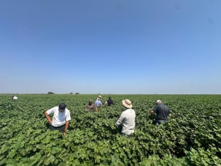 Prime Cotton Yevlax və Beyləqanda fermerlər üçün maarifləndirici tədbirlər keçirib | FED.az