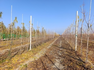 Azərbaycanda ilk dəfə meyvənin dəyərinin azalması üzrə aqrar sığorta ödənişi edilib | FED.az