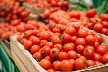 Azərbaycandan Qazaxıstana iki ayda 800 ton pomidor ixrac olunub