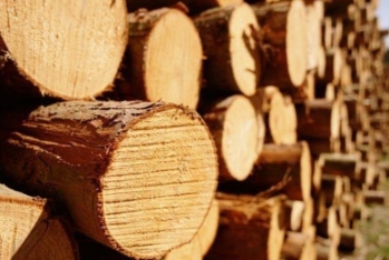 Oduncaq və oduncaq mallarının idxalı azalıb