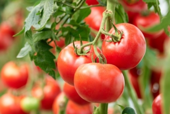 Azərbaycanda orqanik pomidorun istehsalına başlanıb - FOTO