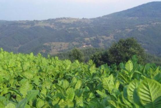 В Закатальском районе поощряется развитие табаководства и садоводства