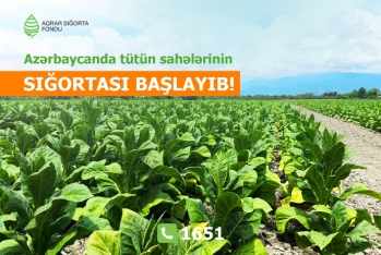 Azərbaycanda tütün əkinlərinin sığortası başlandı - ŞƏRTLƏR, MƏBLƏĞLƏR