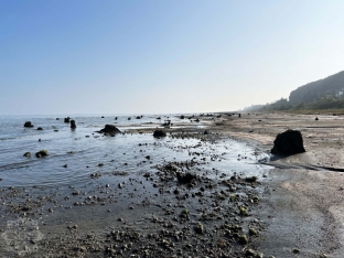 Xəzər dənizi geri çəkilir - Lənkəranda illərdir suyun altında qalan qədim ağac qalıqları üzə çıxdı - FOTOLAR | FED.az