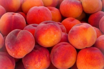 Şaftalı ixracı kəskin artıb - GƏLİRLƏR 111 MİLYON DOLLARI ÖTÜB