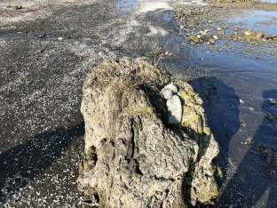 Xəzər dənizi geri çəkilir - Lənkəranda illərdir suyun altında qalan qədim ağac qalıqları üzə çıxdı - FOTOLAR | FED.az