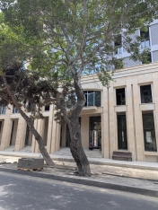 Gecə ilə səkini tutub, ağacların dibini asfaltlayıb parkinq etdilər - Cəzalandırıldılar - FOTOLAR | FED.az