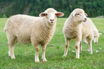 Azərbaycan quzusu monqol quzusuna - UDUZUR? -  AÇIQLAMA