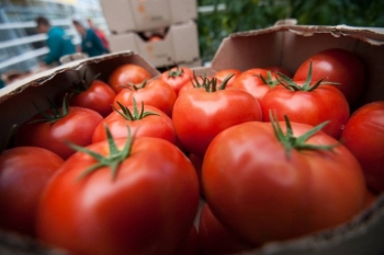 Rusiya Türkiyədən pomidor almağı dayandırdı – 1 KİLOMETRLİK TIXAC