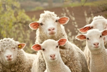 Qurban bayramı ərəfəsində bazarlardakı - QİYMƏTLƏR - VİDEO