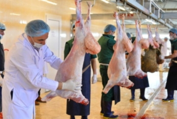 Qurbanlıq heyvanın kəsimi zamanı hansı tələblərə əməl edilməlidir?