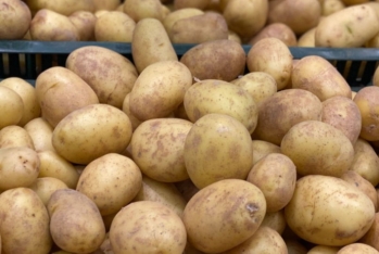 Azərbaycanı kartofla ən çox - TƏMİN EDƏN 10 RAYON - SİYAHI