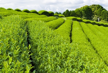 Azərbaycanda çay istehsalı 18% artıb