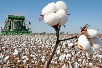 Azərbaycanda 2000-ci ildən bu yana pambıq üzrə ən yüksək orta məhsuldarlıq göstəricisi qeydə alınıb
