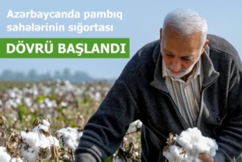 Pambıq sahələrinin sığortası başlandı – ŞƏRTLƏR, MƏBLƏĞLƏR