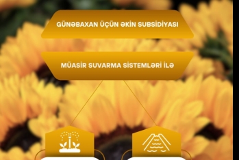 Günəbaxan sahələrinin hər hektarına görə subsidiya veriləcək