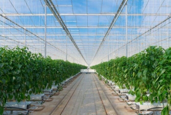 "Foodcity Agropark" işçi axtarır - VAKANSİYA