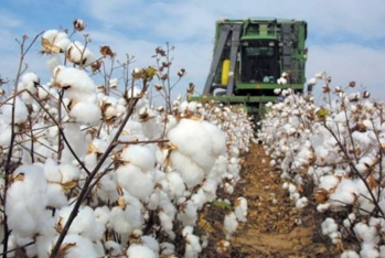 «Prime Cotton» ölkədən ixracda birinci oldu – DAHA 8 MİLYON DOLLAR ARTIM