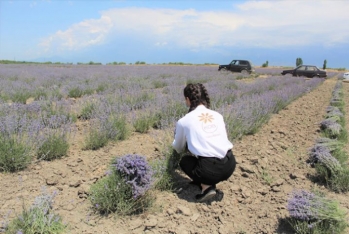 Lavanda təsərrüfatında məhsul - YIĞIMINA BAŞLANILIB