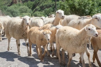 Qoyun/arı təsərrüfatlarının Laçın/Kəlbəcər yaylaqlarına köçürülməsi üçün - QEYDİYYAT BAŞLAYIB | FED.az