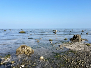 Xəzər dənizi geri çəkilir - Lənkəranda illərdir suyun altında qalan qədim ağac qalıqları üzə çıxdı - FOTOLAR | FED.az