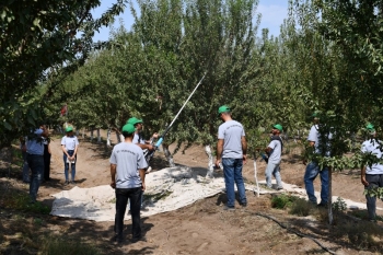 “İD-Aqropark” hər hektardan 10 ton nar yığımağı planlaşdırır - 7000 HEKTAR SAHƏ, 300-DƏN ÇOX İŞÇİ | FED.az