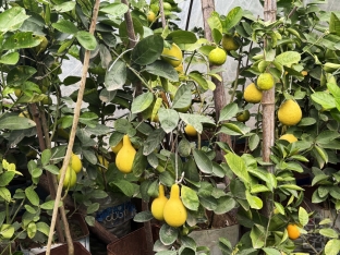 Azərbaycanda yeni sitrus meyvəsi yetişdirilir - Bir ağacdan 40 kiloqram meyvə yığmaq olur - FOTOLAR | FED.az