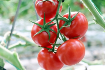 Rusiya Türkiyədən daha çox pomidor alacaq