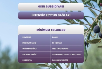 Zeytun istehsalının artırılması stimullaşdırılacaq