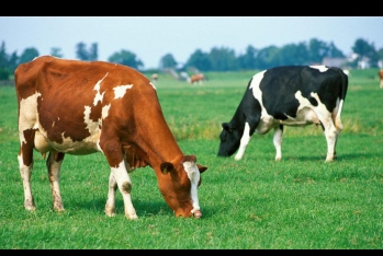 Baytar həkim axtarılır - MAAŞ 2500 MANAT - VAKANSİYA