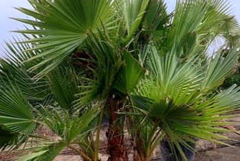 İcra hakimiyyəti palma ağacları və yarım milyon ədəd dibçək gülü alır - TAM SİYAHI, TENDER