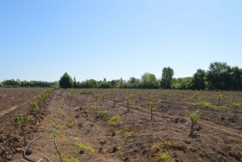 40 hektar yeni - Mandarin Bağı Salındı 
