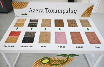 Sabirabad Sənaye Məhəlləsində toxum istehsalı müəssisəsinin fəaliyyəti ilə tanışlıq | FED.az