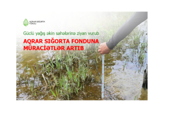 Güclü yağış əkin sahələrinə ziyan vurub - Aqrar Sığorta Fonduna müraciətlər artıb