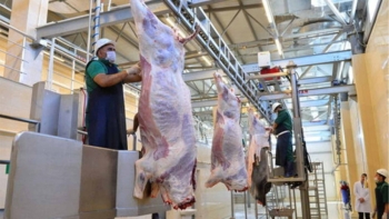 Qurbanlıq heyvanın kəsimi zamanı hansı tələblərə əməl edilməlidir? | FED.az