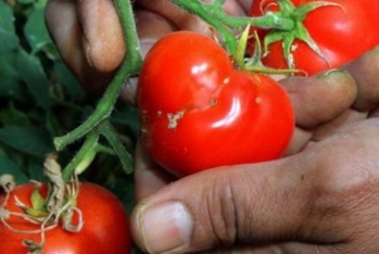 Rusiya yenə Azərbaycan pomidorunu yararsız çıxartdı - 18 TON GERİ QAYTARILDI