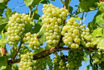 Azərbaycanda ötən ilin 11 ayında 209 min tondan çox üzüm yığılıb