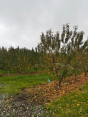 Nektarin və badam bağlarına dəymiş zərər üzrə təqribən 1 milyon manat sığorta ödənişi edilib | FED.az